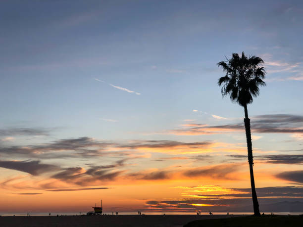 istock Sunset over Venice beach with palm trees and colorful sky 1163622548