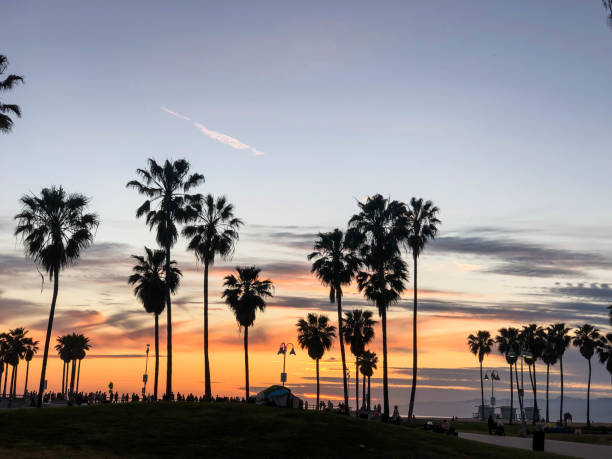 istock Sunset over Venice beach with palm trees and colorful sky 1163622550