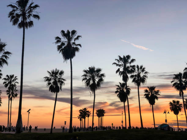 istock Sunset over Venice beach with palm trees and colorful sky 1163622551