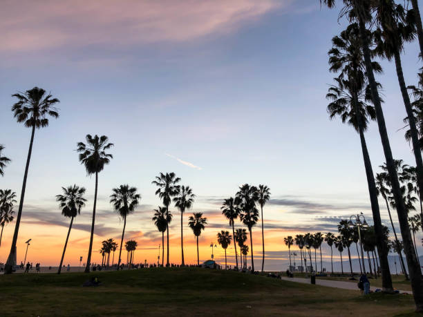 istock Sunset over Venice beach with palm trees and colorful sky 1163622559