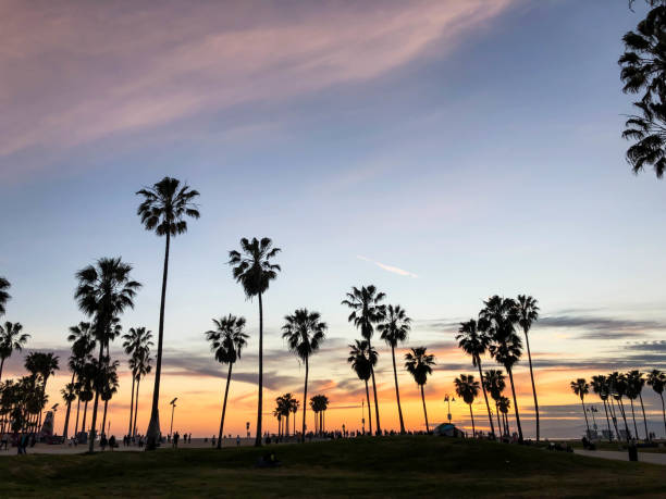 istock Sunset over Venice beach with palm trees and colorful sky 1163622561