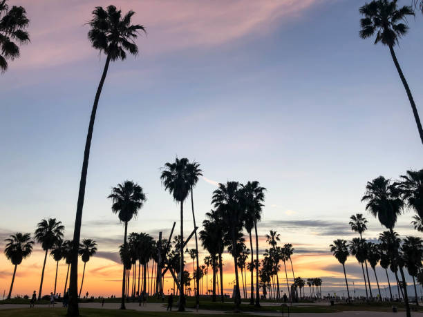 istock Sunset over Venice beach with palm trees and colorful sky 1163622563