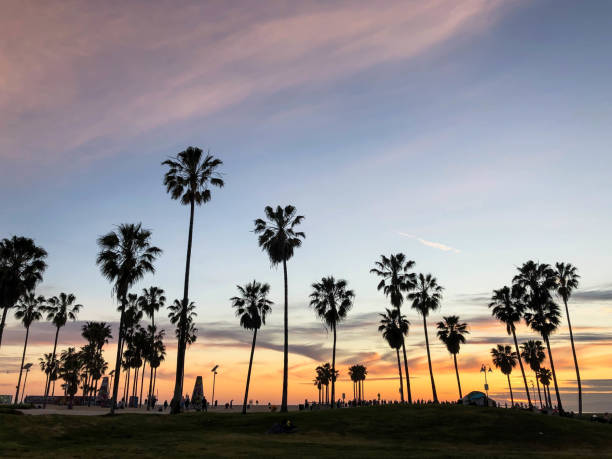istock Sunset over Venice beach with palm trees and colorful sky 1163622590