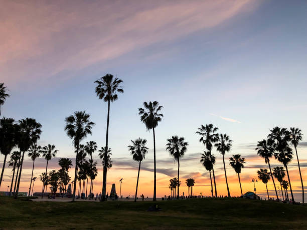 istock Sunset over Venice beach with palm trees and colorful sky 1163623316