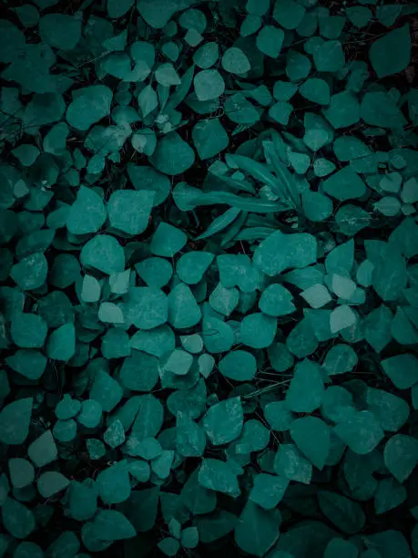 Nature Background of Teal Leaves Ground Cover - Ground Cover  of Lush Foliage