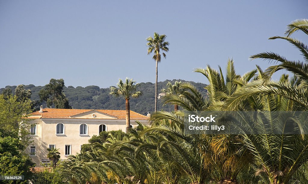 Vignoble de palmiers - Photo de Côte d'Azur libre de droits