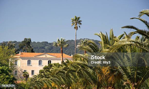 Photo libre de droit de Vignoble De Palmiers banque d'images et plus d'images libres de droit de Côte d'Azur - Côte d'Azur, Jardin de la maison, Maison de vacances