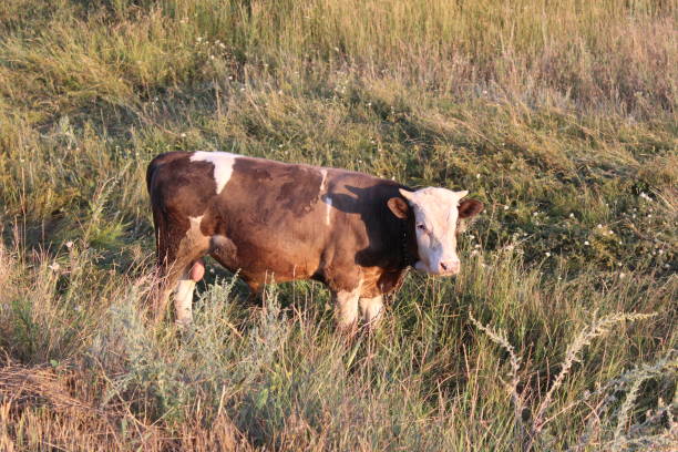 istock bull grazing in the meadow in the summer 1163625307