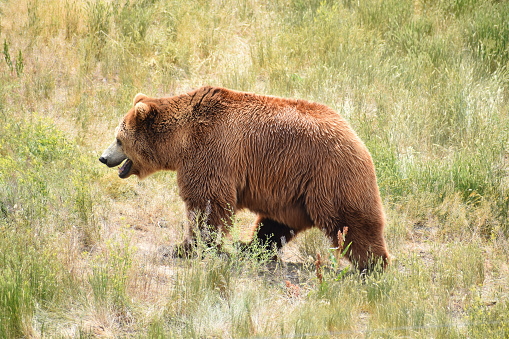 grizzly bear walking through grass, summer\nrural Colorado USA