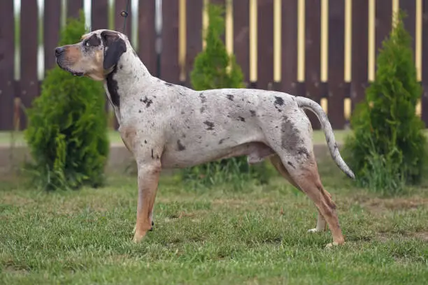 Gray leopard (slate merle) Louisiana Catahoula Leopard dog posing outdoors standing on a green grass near a fence in summer