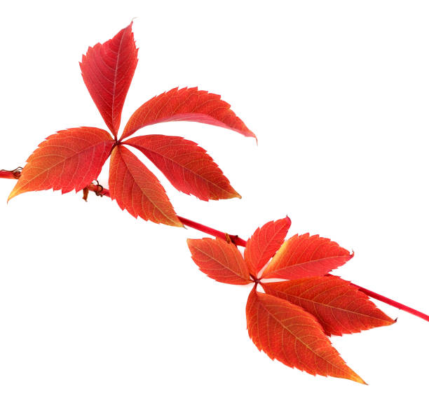 istock Red autumn branch of grapes leaves 1163630837