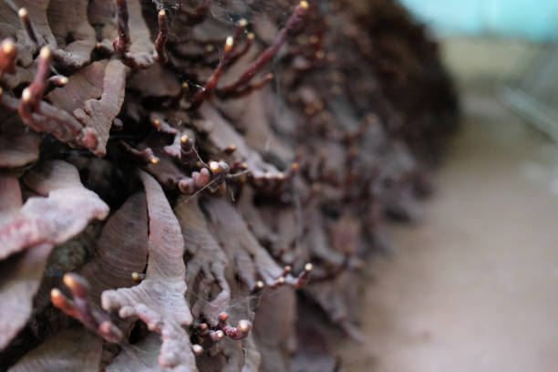 istock lingzhi mushroom cultivated in farm. 1163631106