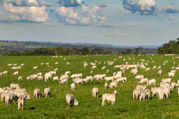 Brazil Goiás state, cows in the pasture. Brazil is a big exporter of meat to many countries, it is normal for you to be traveling and to pass by cows in the pasture. santana photos stock pictures, royalty-free photos & images