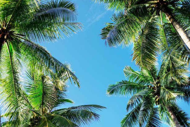 istock branches of coconut palms under blue sky 1163632788