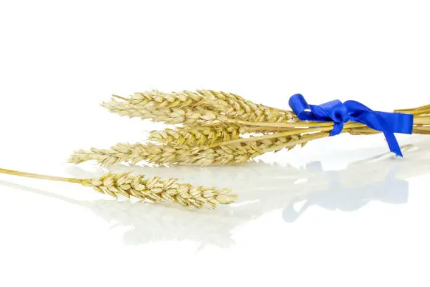 Lot of whole golden bread wheat ear tied by blue ribbon isolated on white background