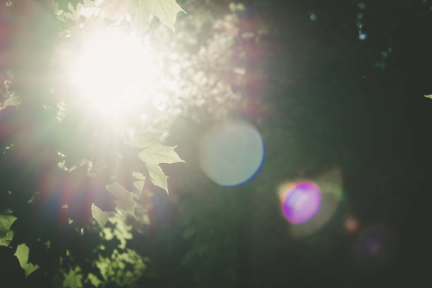 istock Sun shining through tree leafs with lens flare on blurred background 1163633215
