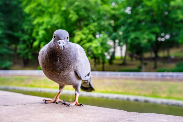 istock Intimidating but funny gray pigeon on blurred background portrait 1163633708