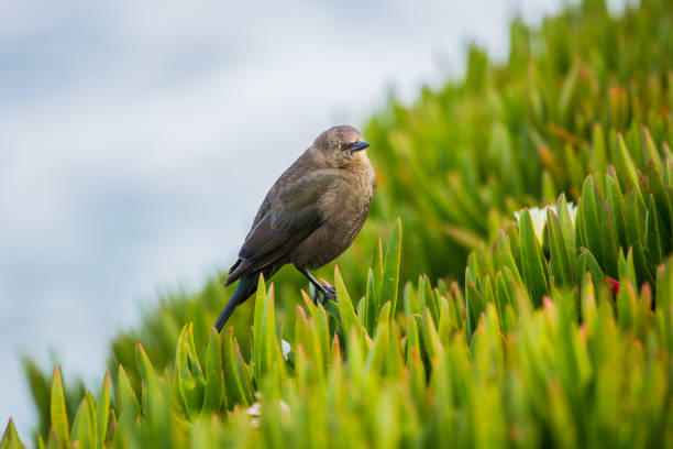 American Bushtit on Succulent American Bushtit on Succulent thick chicks stock pictures, royalty-free photos & images