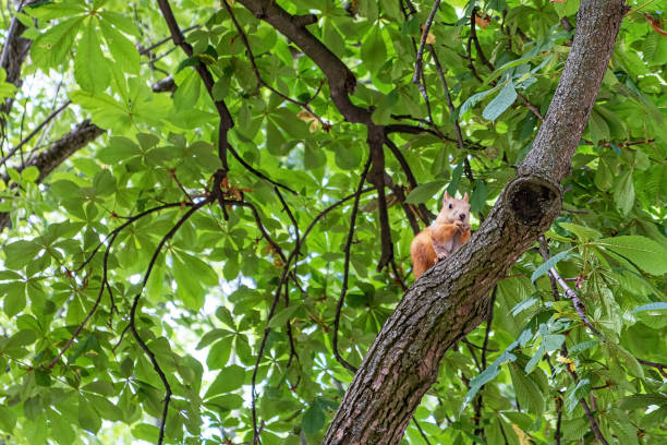 istock Eurasian red squirrel sitting high up on tree branch holding food 1163633740