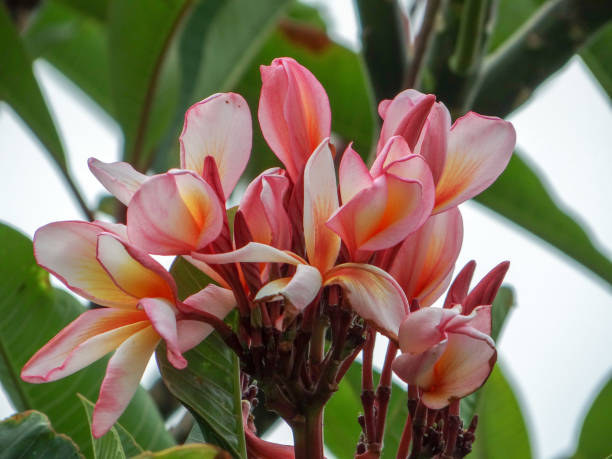 istock THE PINK FRANGIPANI FLOWERS 1163634468