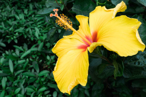 Hibiscus yellow flower