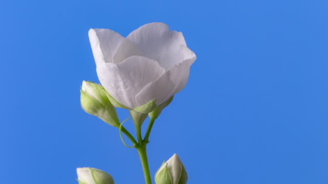 White Jasmine flower blooming in a 4k time lapse video on a blue background. Time lapse of Jasminum in motion. - Rorating white flower.