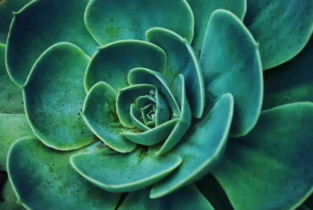 Photo of Background of Succulent Echeveria