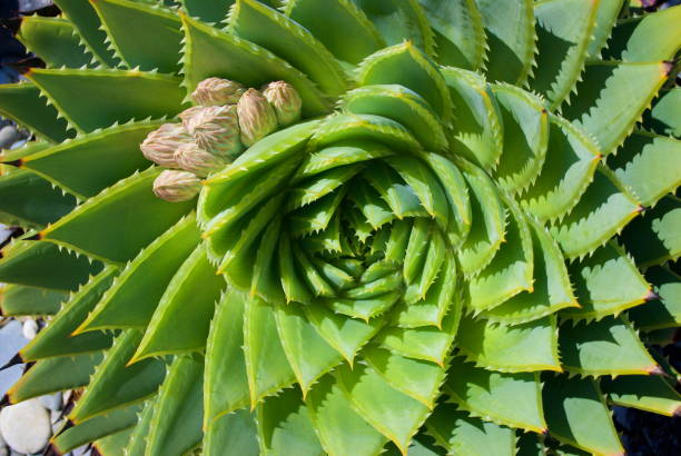 즙이 많은 선인장의 배경 - nature symmetry herbal medicine green 뉴스 사진 이미지