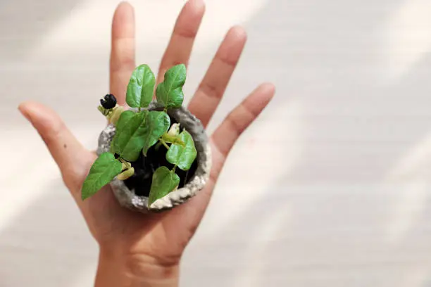 human hands hold seedlings for environmental protection, concept focus on green plant, blurred background on white from top view