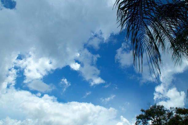 belle nuvole in florida sfondo cielo con palme - noontime foto e immagini stock