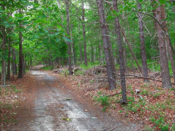 istock South Jersey Woodlands 1163638632