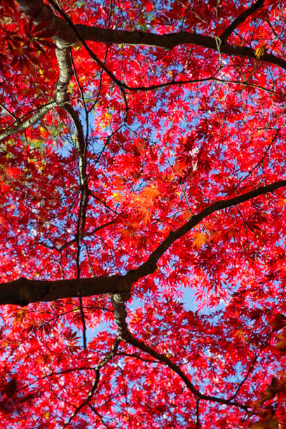 Maple Tree, Bellevue Washington