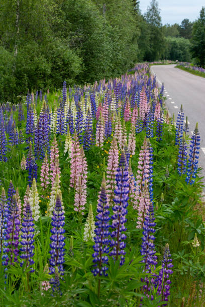 istock lupine at the roadside 1163641078