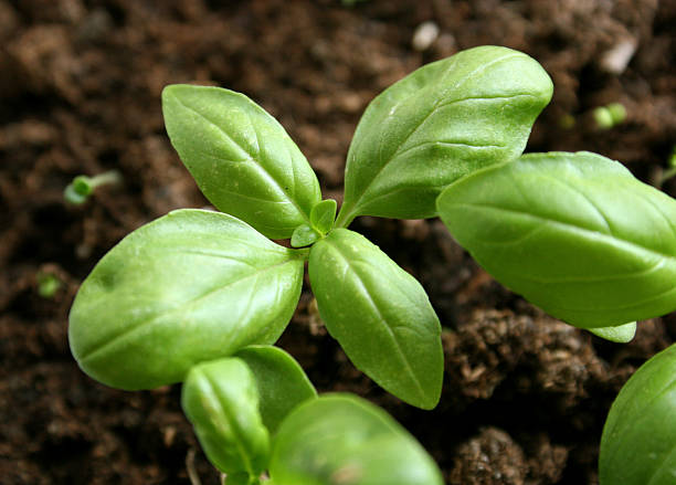 Young basil shoot (Basilikum) stock photo