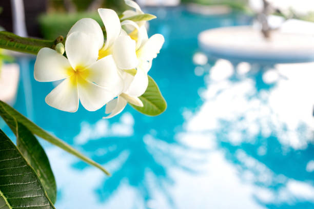 istock Plumerias flower on the tree, background be swimming pool 1163644718