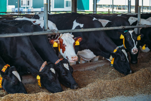 istock Breeding diary cows in free livestock stall 1163646221
