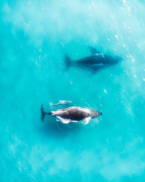 famille de baleines naviguant avec leur veau dans l'océan international d'eau. baleines à bosse. tueur. mammifère, beau bleu - carmel bay photos et images de collection