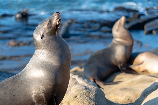 California sea lions at the beach in La Jolla with waves crashing