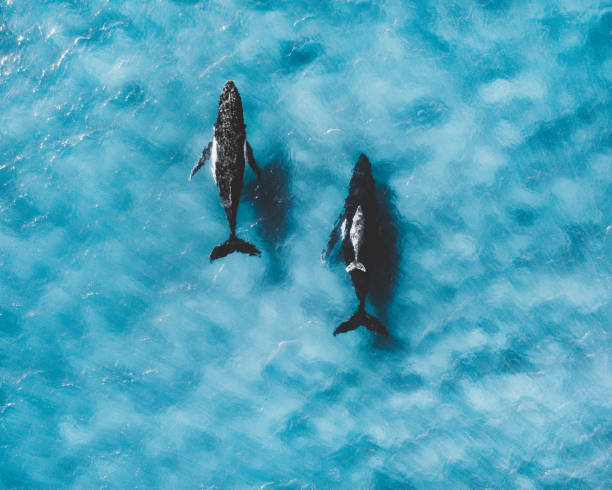 famille de baleines naviguant avec leur veau dans l'océan international d'eau. baleines à bosse. tueur. mammifère, beau bleu - carmel bay photos et images de collection