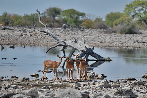 The animals came to drink water in Namibia.