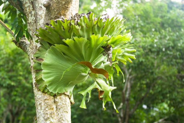 istock big Staghorn Fern 1163648566