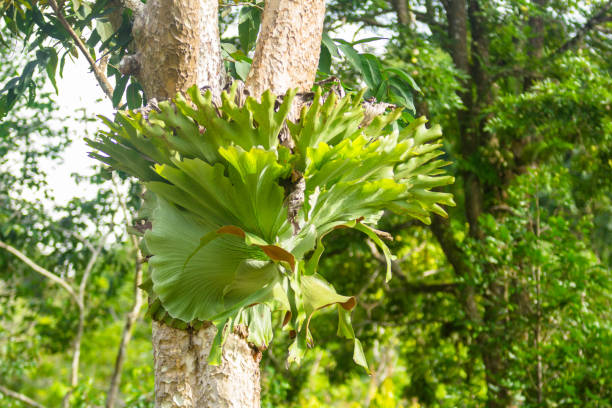 istock big Staghorn Fern 1163648584