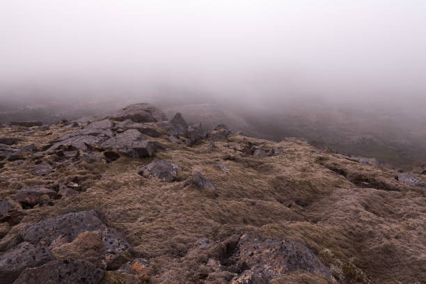 Iceland thick moss covered lava field in mist. Foggy weather in Icelandic lava field covered with thick moss. Saefellsnes peninsula in western Iceland.