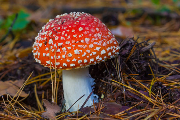 red flyagaric mushrooms in a forest