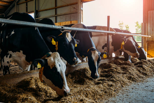 istock Breeding diary cows in free livestock stall 1163652102