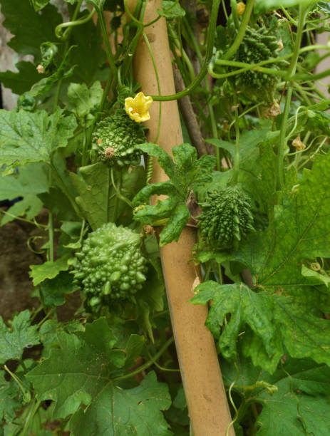 istock Bitter melon or bitter gourd covered with many leaf in a field. 1163652184