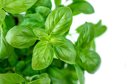 Basil Isolated. Fresh Green Basil plant for healthy cooking, herbs and spices close up