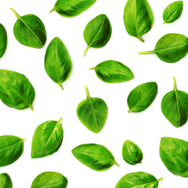 istock Fluing Basil herb leaves isolated on white background. Basil Pattern. Top view. Flat lay. 1163652389