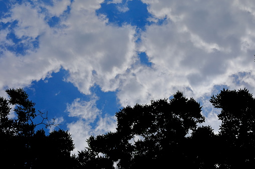 the sky and trees with white clouds