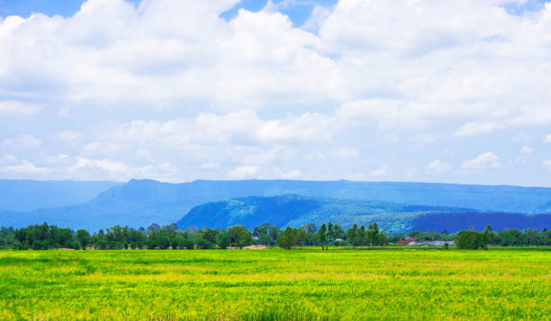 istock landscape , Beautiful daytime blue sky and green grass 1163654059